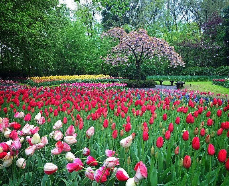 Keukenhof Gardens, Netherlands
