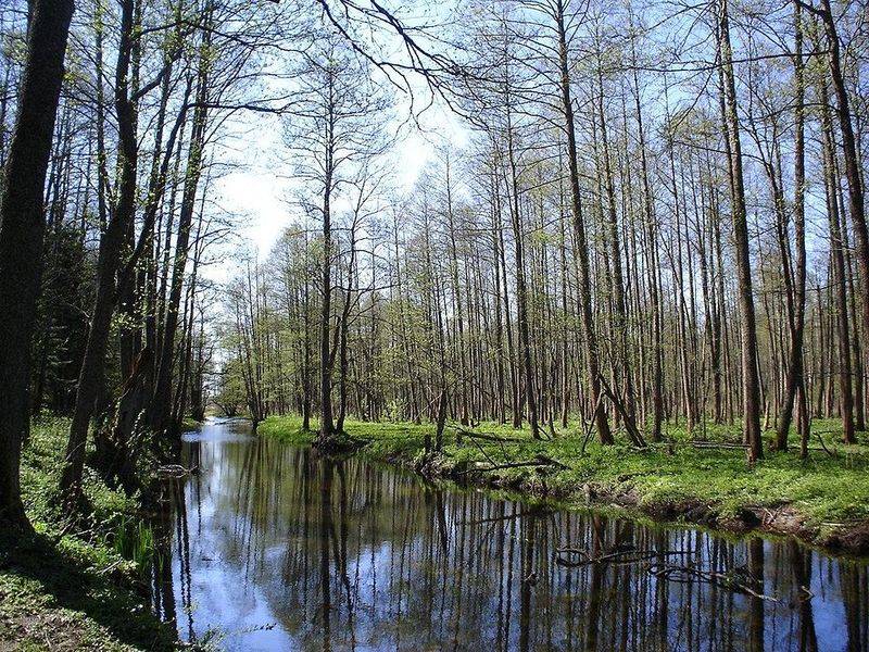 Białowieża Forest, Poland/Belarus