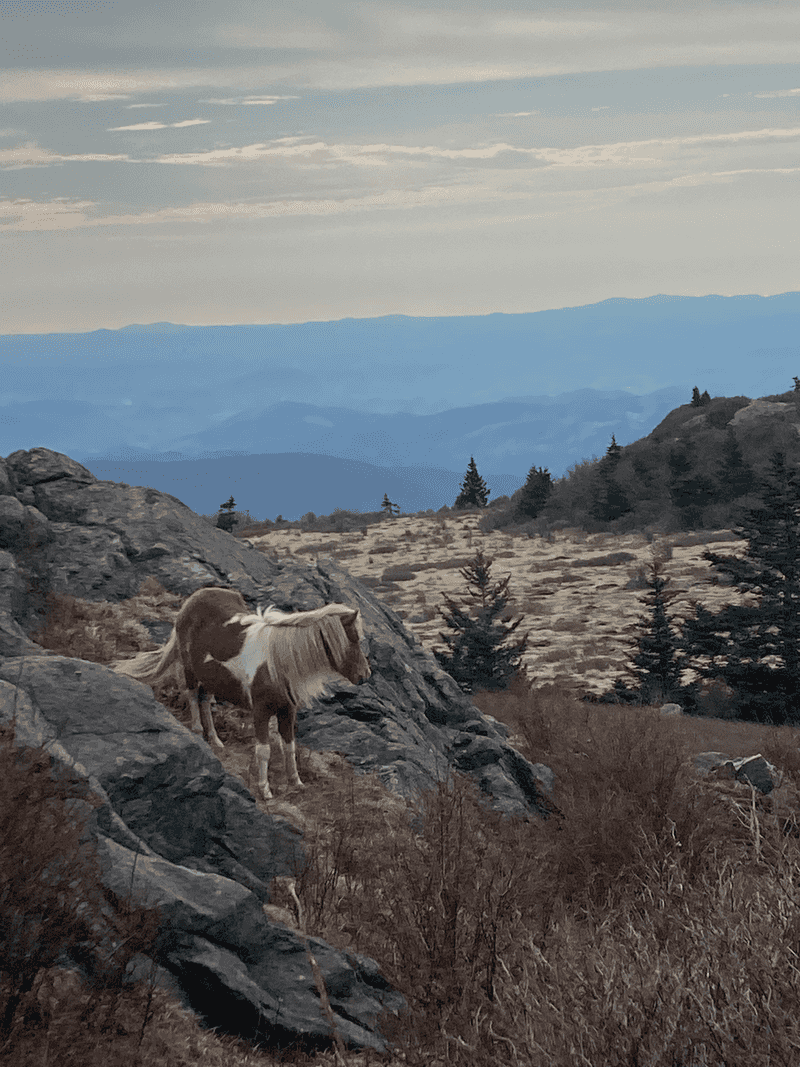 Virginia – Grayson Highlands State Park