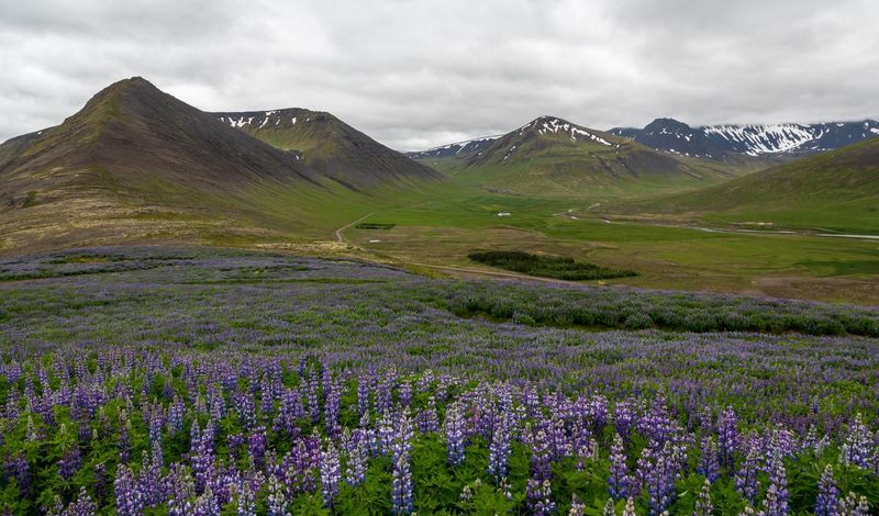 Discover the Westfjords