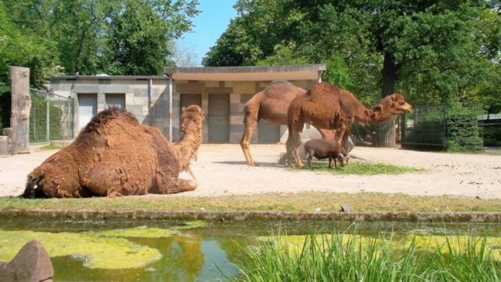 What Makes Berlin a Surprisingly Great City to Visit With Kids