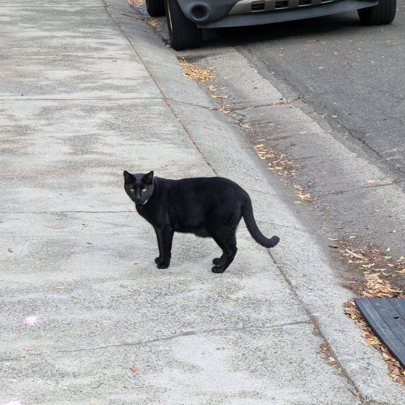 A Black Cat Crossing Your Path