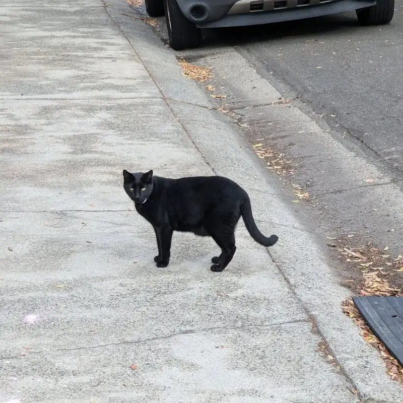 A Black Cat Crossing Your Path