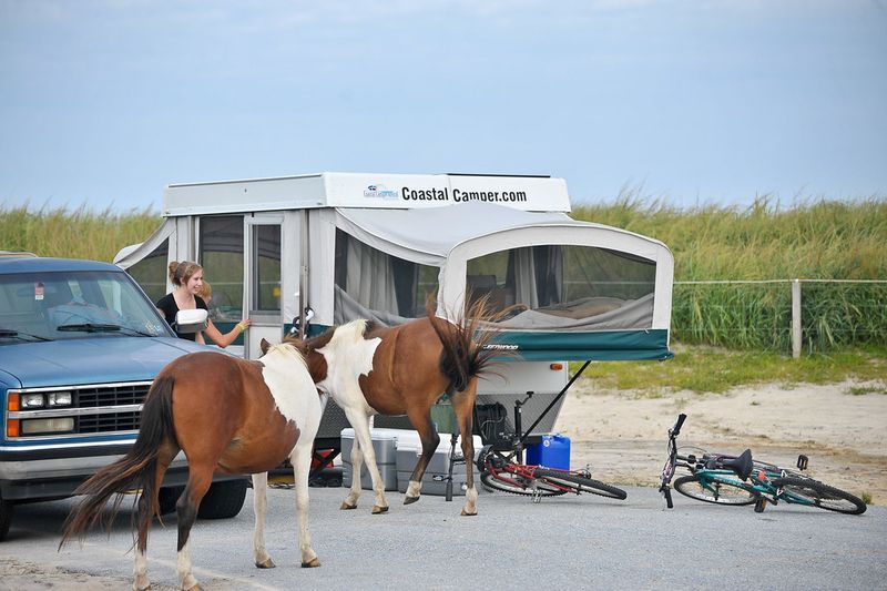 Activities & Visitor Experience