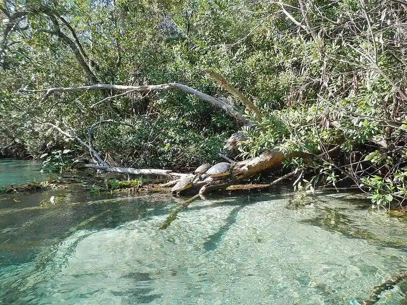 Preservation Efforts