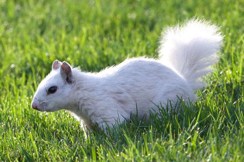 Olney — “White Squirrels and Slow Streets”