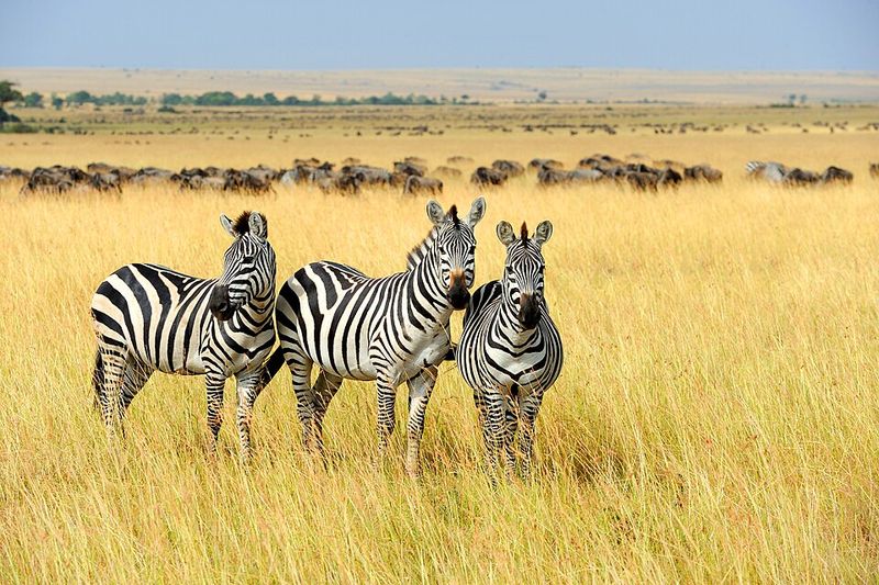 Masai Mara, Kenya