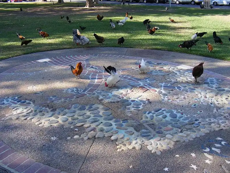 It Has a Town Where Chickens Rule the Roost