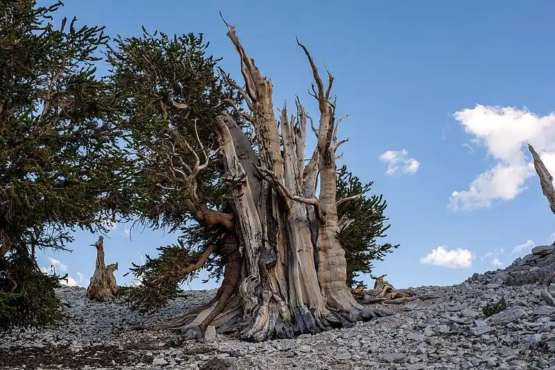 The World's Oldest Living Organism Lives Here