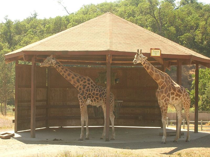 Wildlife Safari in Winston, Oregon