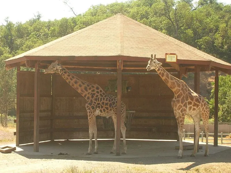 Wildlife Safari in Winston, Oregon