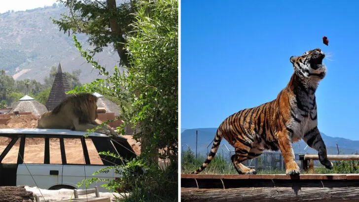 You Don’t Have to Leave the Country for These 11 Safari Adventures in the U.S.