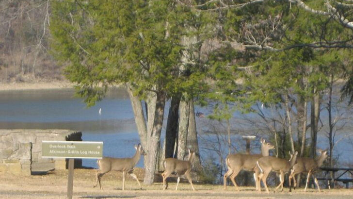 10 American State Park Campgrounds Families Once Visited Often but That Gradually Slipped Off Modern Travel Plans