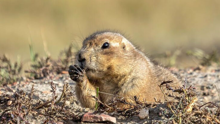 10 High Plains Destinations That Families Used To Flock To Once The Weather Turned Cold