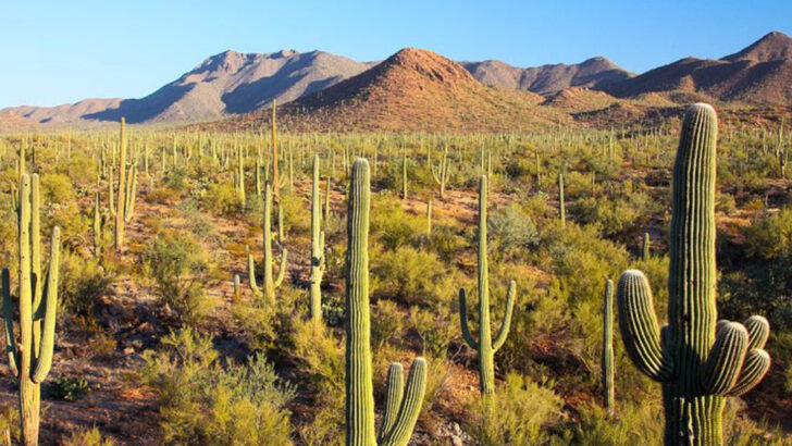 12 National Parks You Can Visit by Train