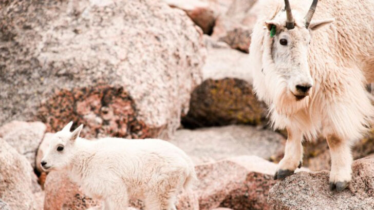 8 Common Tourist Violations in Colorado Parks That Lead to Fines