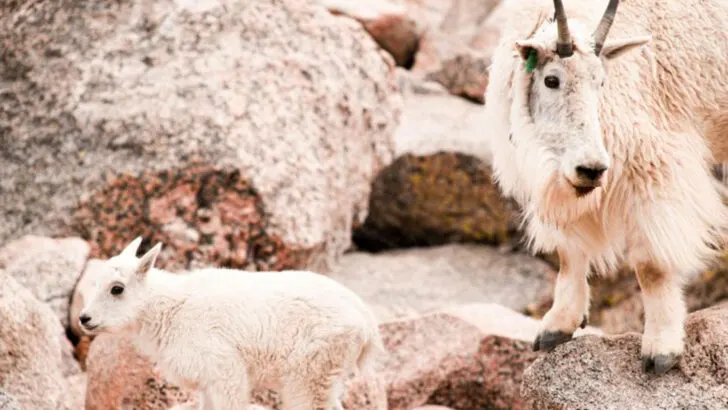 8 Common Tourist Violations in Colorado Parks That Lead to Fines