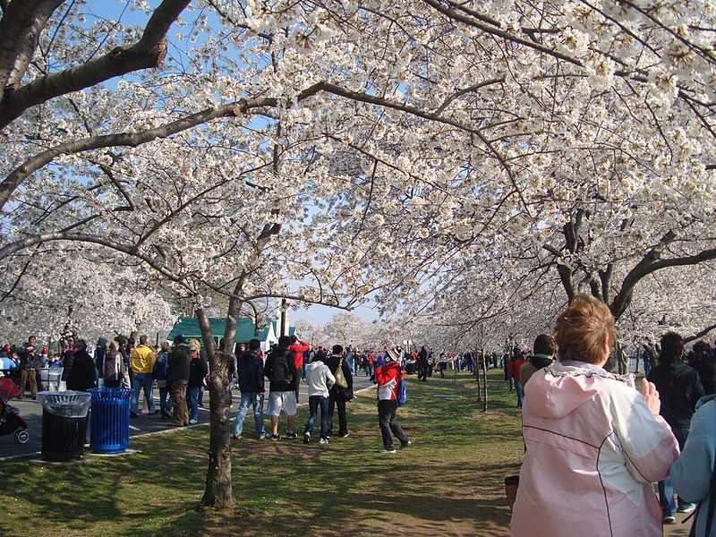 National Cherry Blossom Festival, Washington D.C.