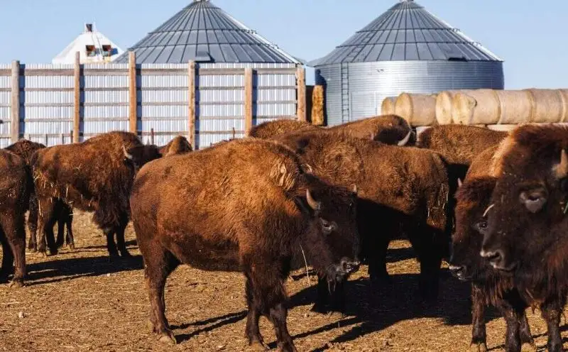 Buffalo (Bighorn Mountains gateway)