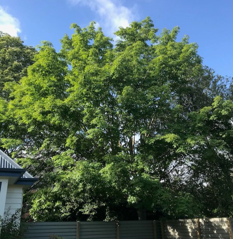 Annual Maple Sugaring – Vermont and New England