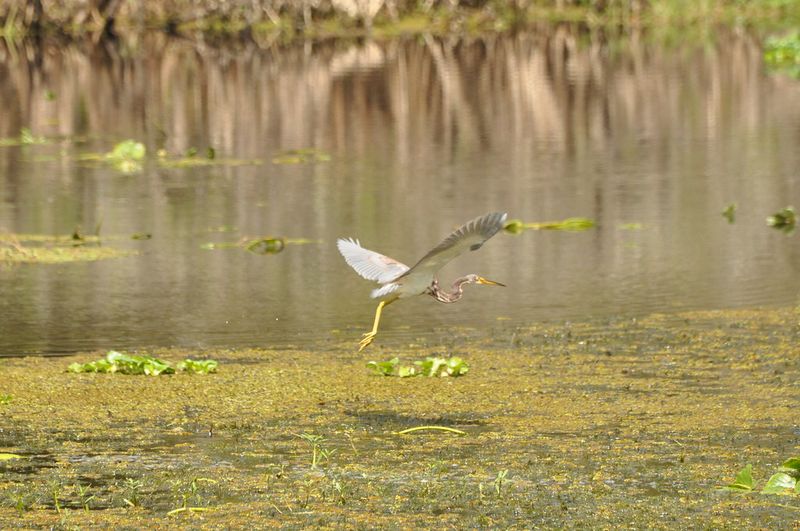 Bird-Watching & Wildlife at Local Parks