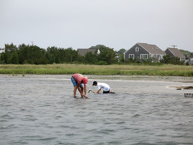 Family Clam Digging Trips – New England
