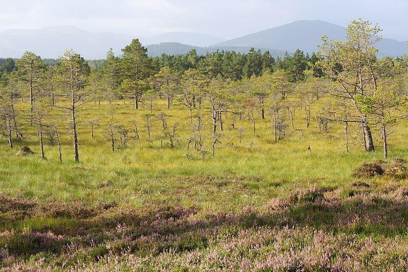 Cairngorms National Park
