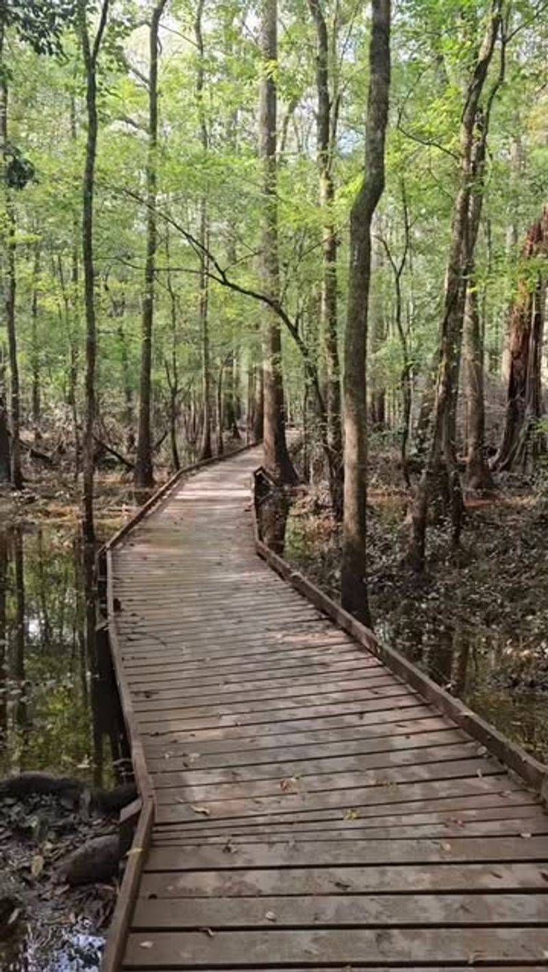 Congaree National Park Day Trip