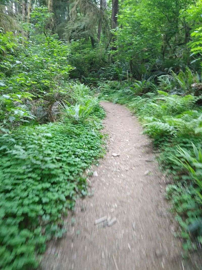 Cathedral Tree and Local Trails