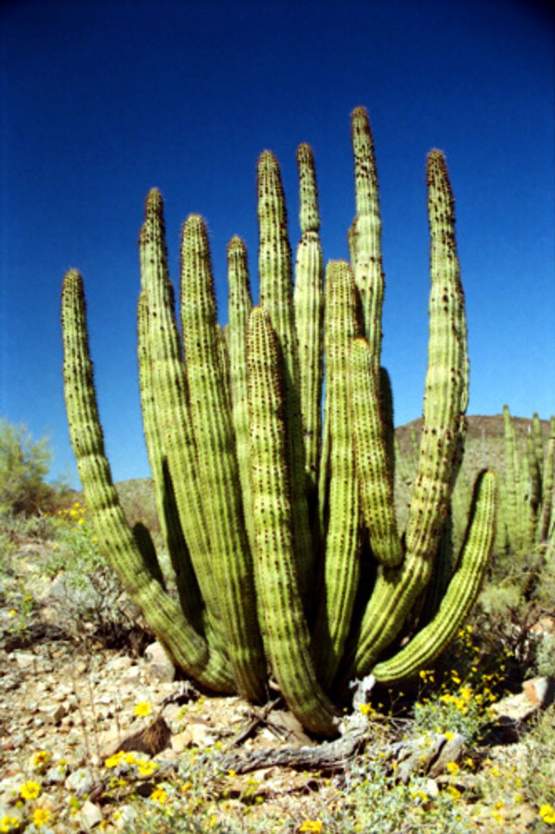 Organ Pipe Cactus National Monument, Arizona