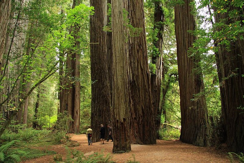 Jedediah Smith Redwoods State Park – California