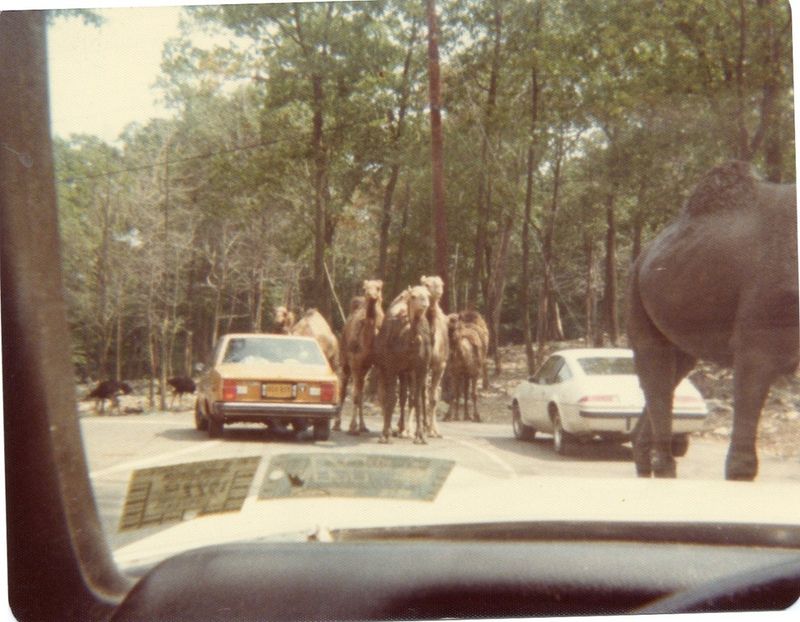 Jungle Habitat, New Jersey