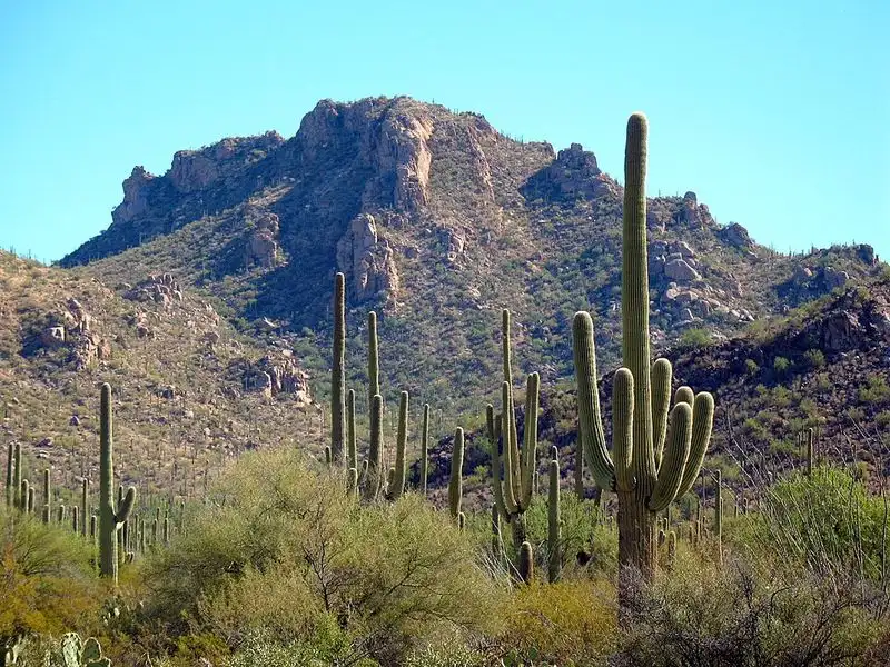 Saguaro National Park popular loops (Tucson area)