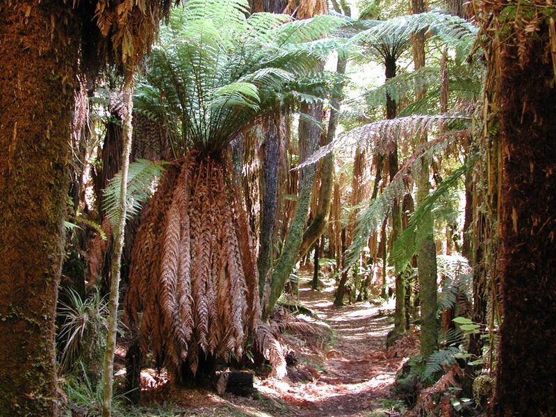 Whirinaki Te Pua-a-Tāne Forest