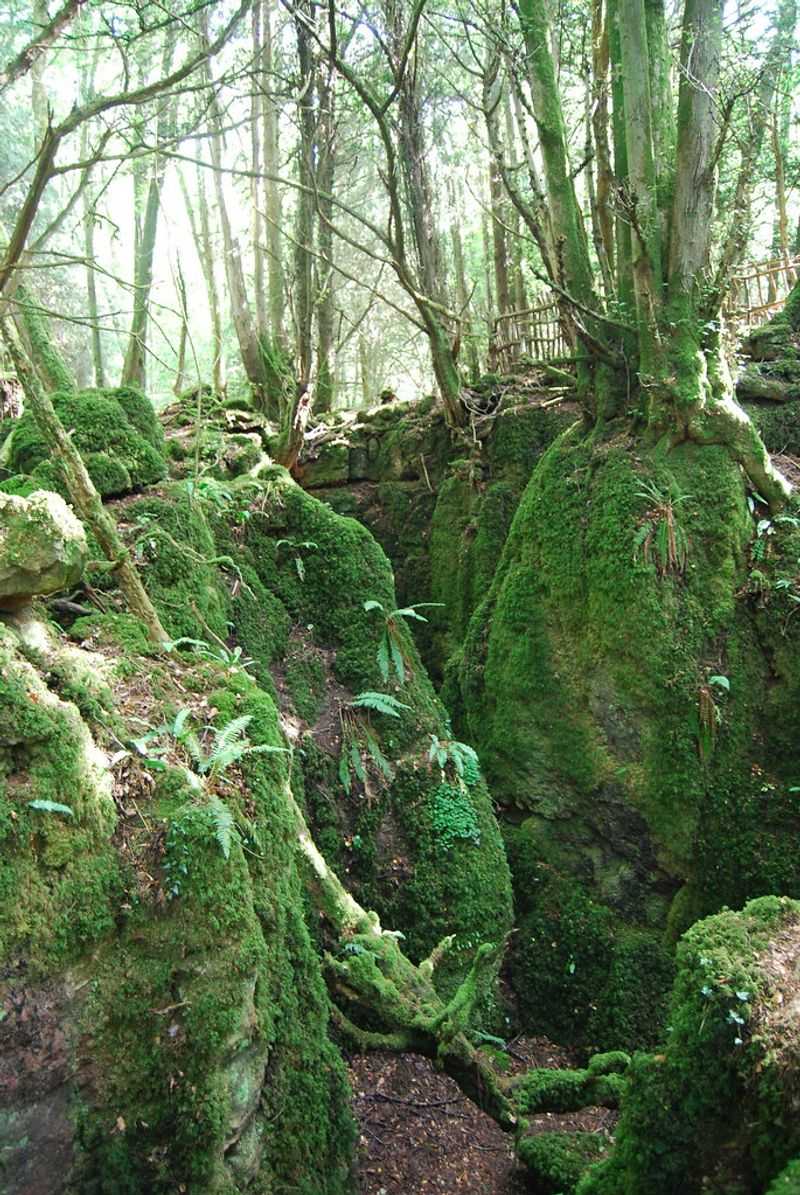 Puzzlewood, Forest of Dean, England (Takodana)