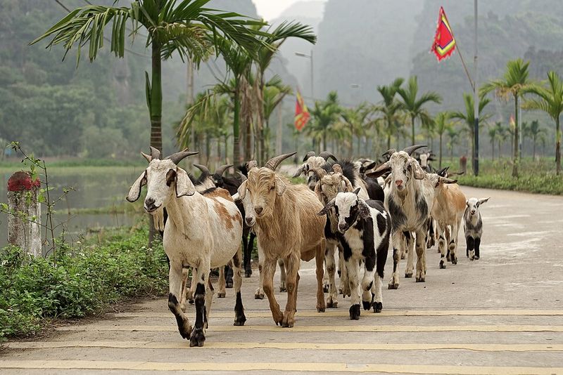 Ninh Binh – Vietnam