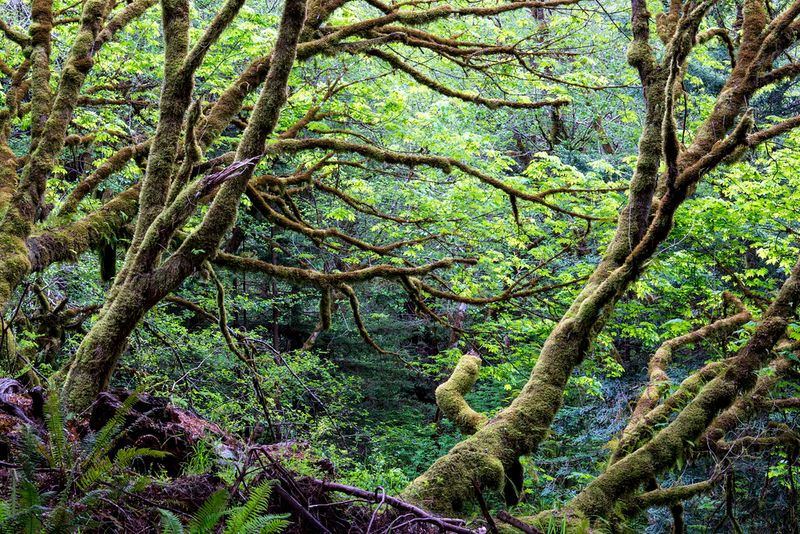 Headwaters Forest Reserve