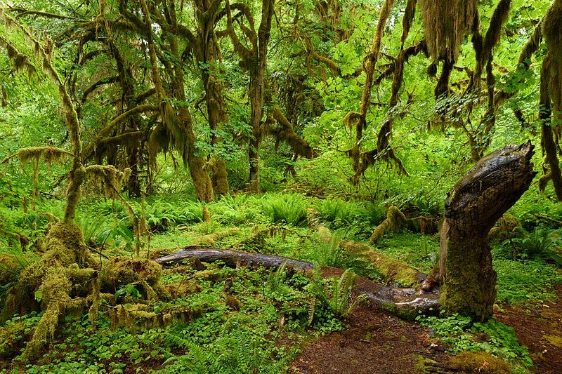 Hoh Rain Forest