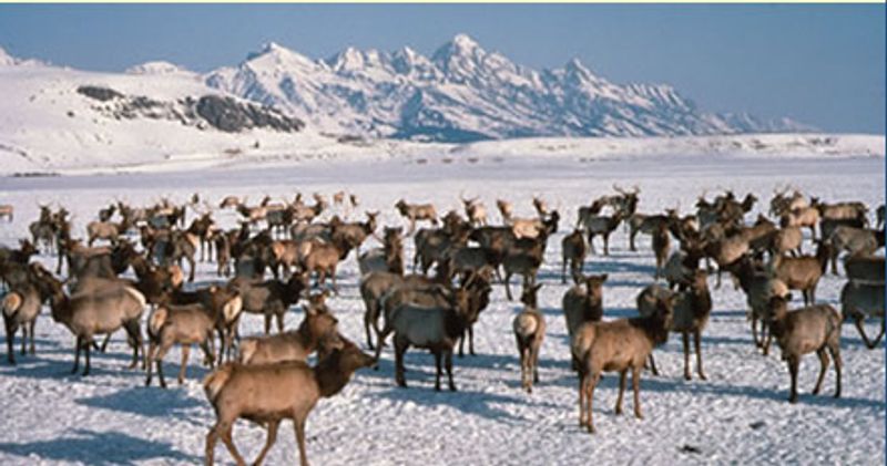 National Elk Refuge