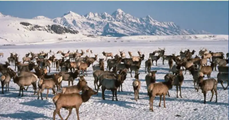 National Elk Refuge