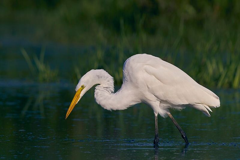 Matthaei Botanical Gardens & Nichols Arboretum