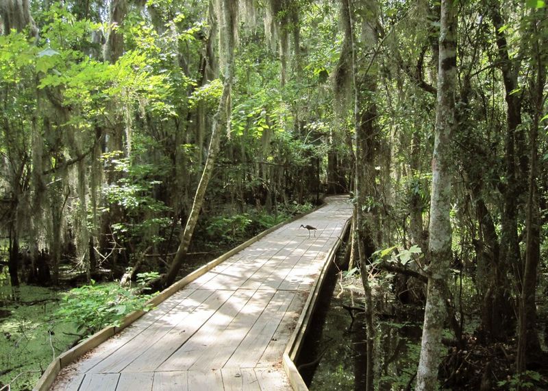 Jean Lafitte National Historical Park & Preserve (Barataria)