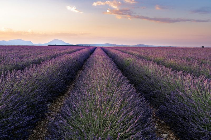 Time Your Lavender and Sunflower Pilgrimage