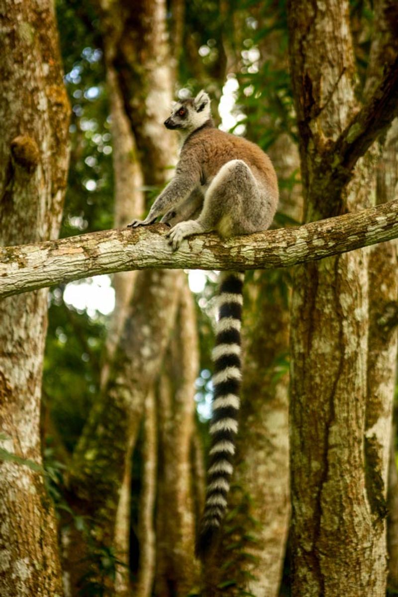 Madagascar
