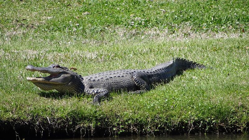 Avery Island and Jungle Gardens
