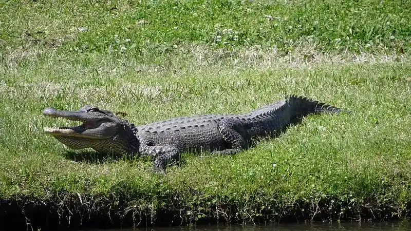 Avery Island and Jungle Gardens
