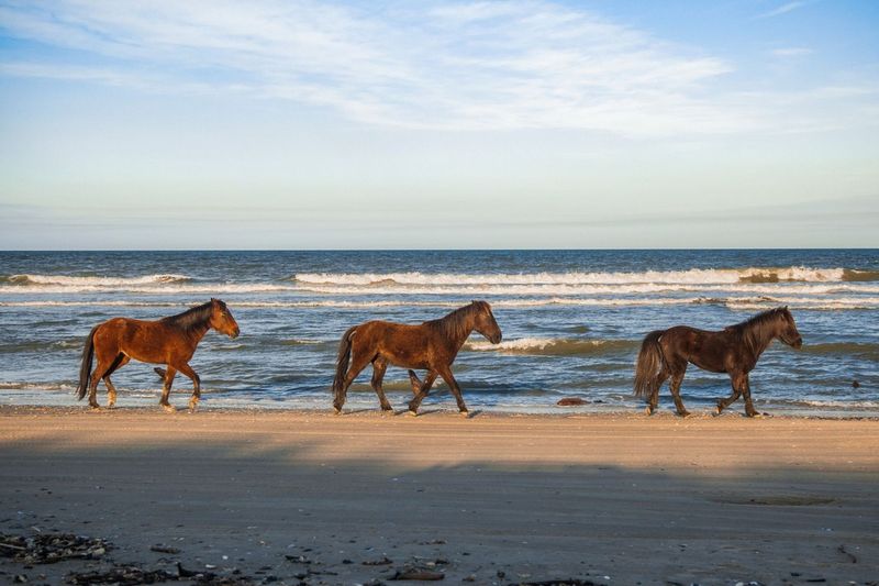 Banker Ponies: The Island’s Wild Horses