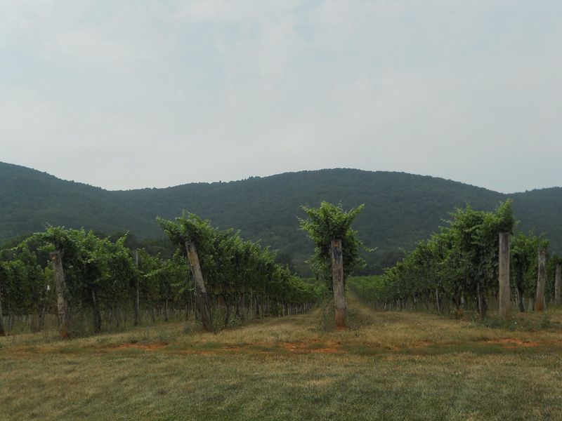 Afton Mountain Vineyards