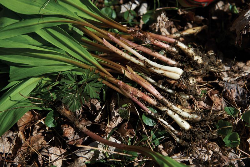 Foraging, picking plants, or taking mushrooms without asking