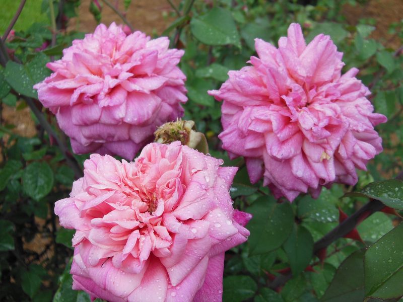 Thomasville Rose Garden